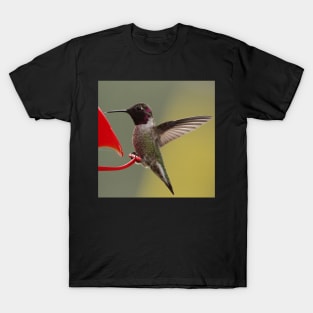 Hummingbird at feeder T-Shirt